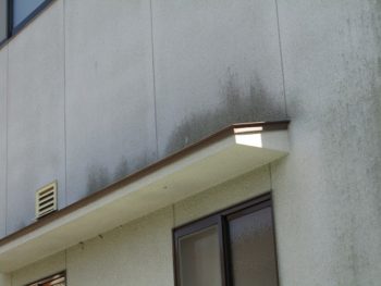 外壁の苔