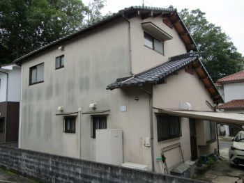 北面の苔