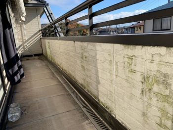 バルコニー内側のコケ